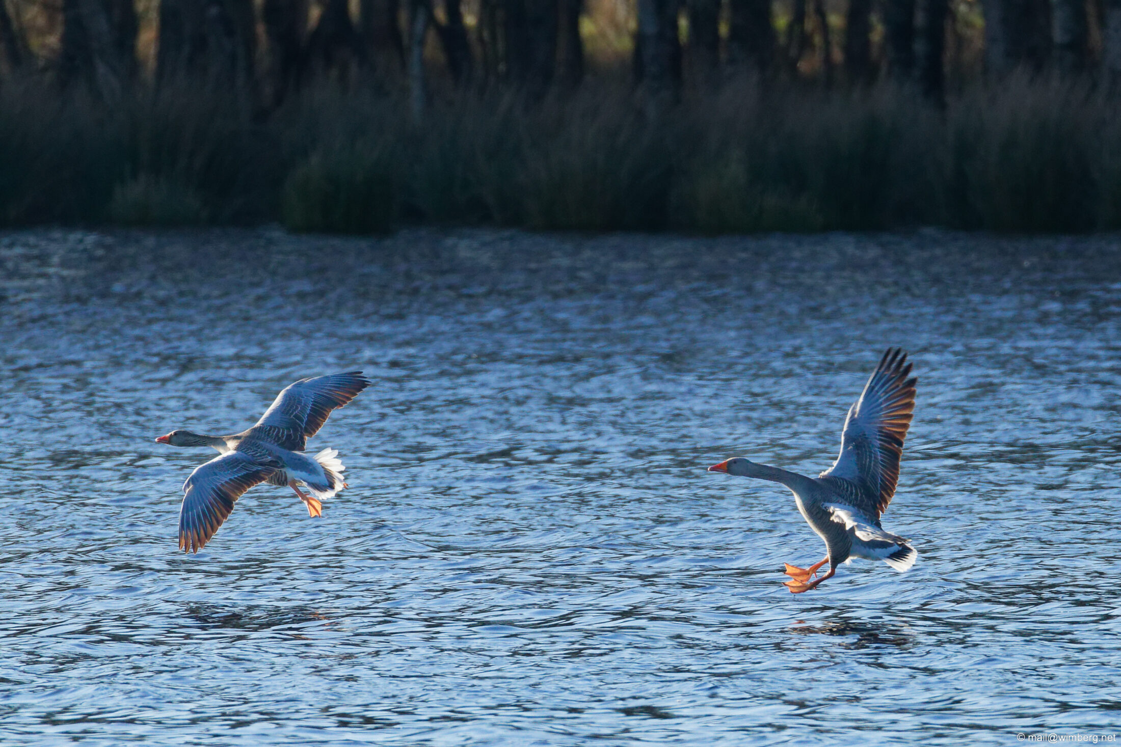 25.04.05-08-34-53-Canon EOS R6m2&RF200-800mm F6.3-9 IS USM + EXTENDER RF1.4x@1120mm-f13.0-1:1250b