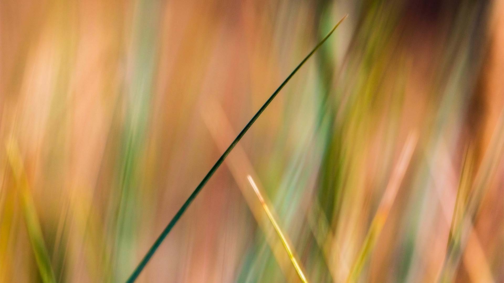 Gras Abstrakt