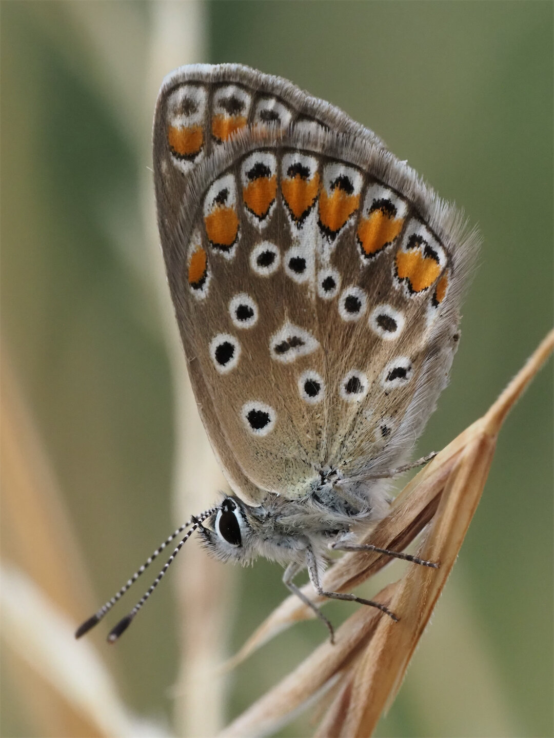 Schmetterling